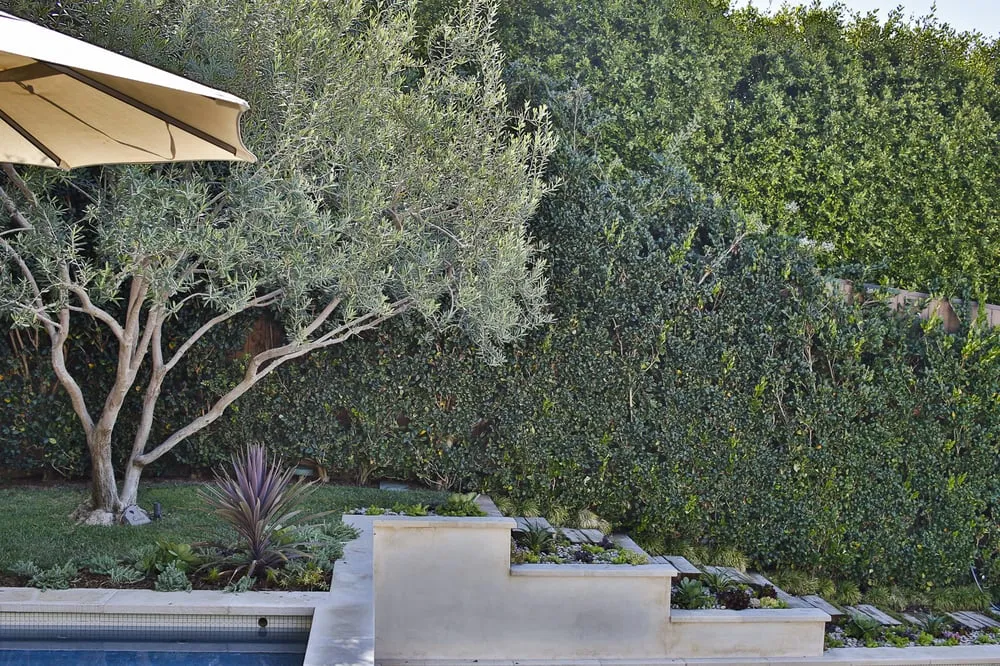 Local landscape installation in Los Angeles, CA by Viola Gardens