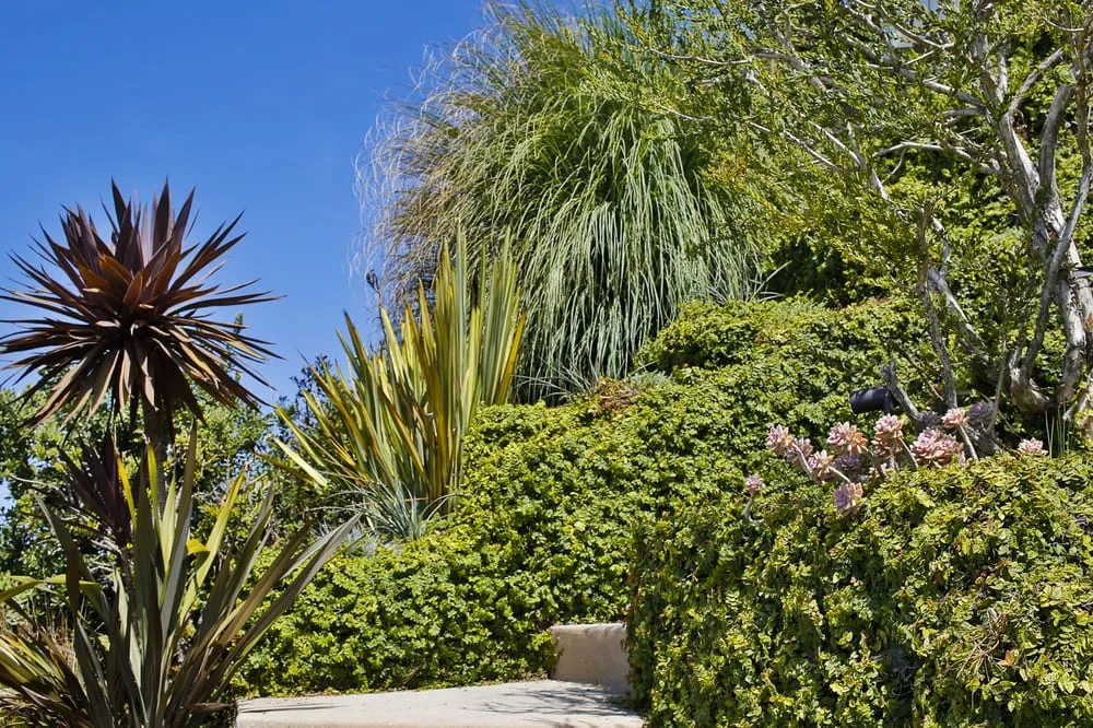 Trusted landscape design for outdoor upgrades across Los Angeles, CA - Viola Gardens