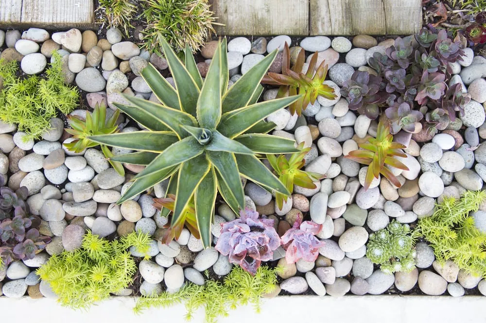 Local lawn mowing service with custom design in Los Angeles, CA by Viola Gardens