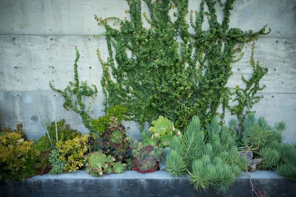 Trusted yard cleanup service near you across Los Angeles, CA - Viola Gardens