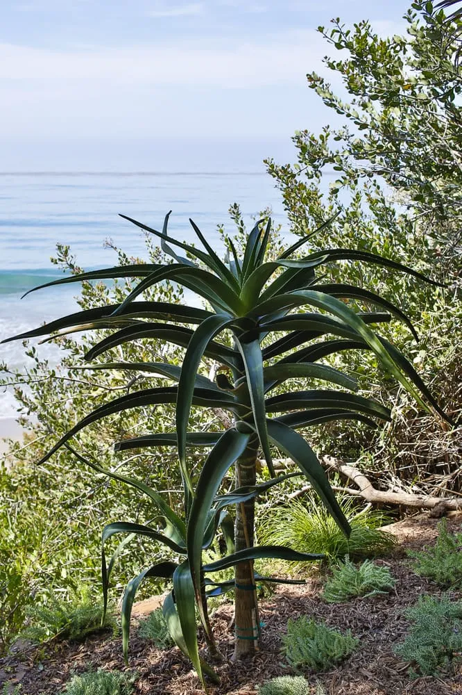 Expert lawn care service for homes across Los Angeles, CA - Viola Gardens