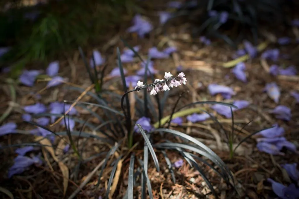 Custom yard cleanup service in Los Angeles, CA - Viola Gardens