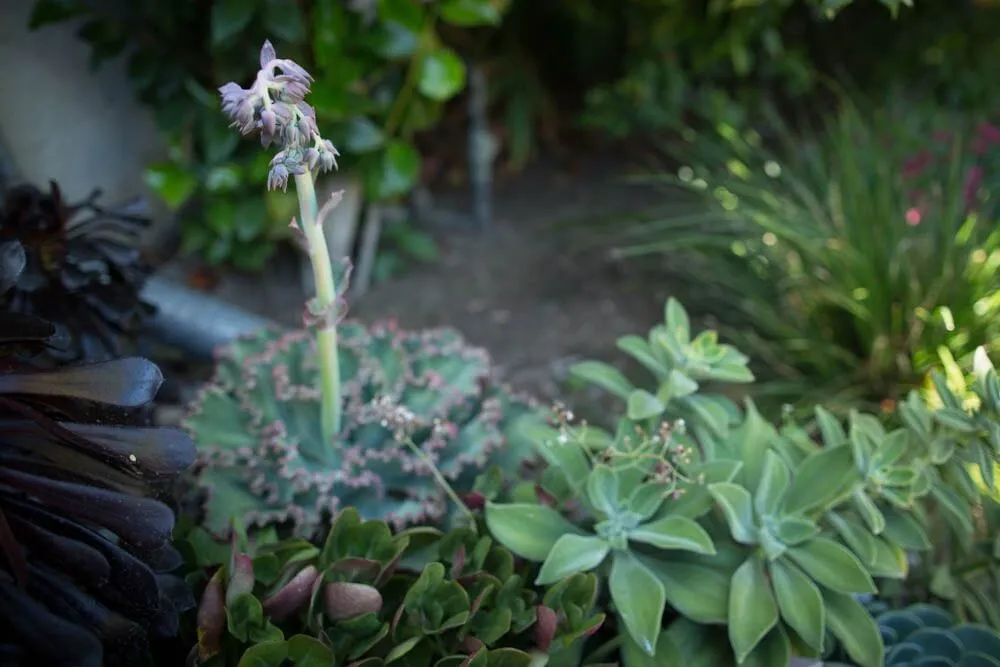 Affordable landscape installation experts serving Los Angeles, CA - Viola Gardens