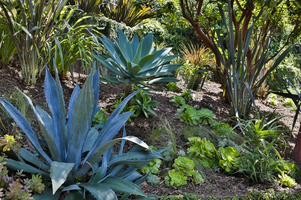 Custom landscape design experts serving Los Angeles, CA - Viola Gardens