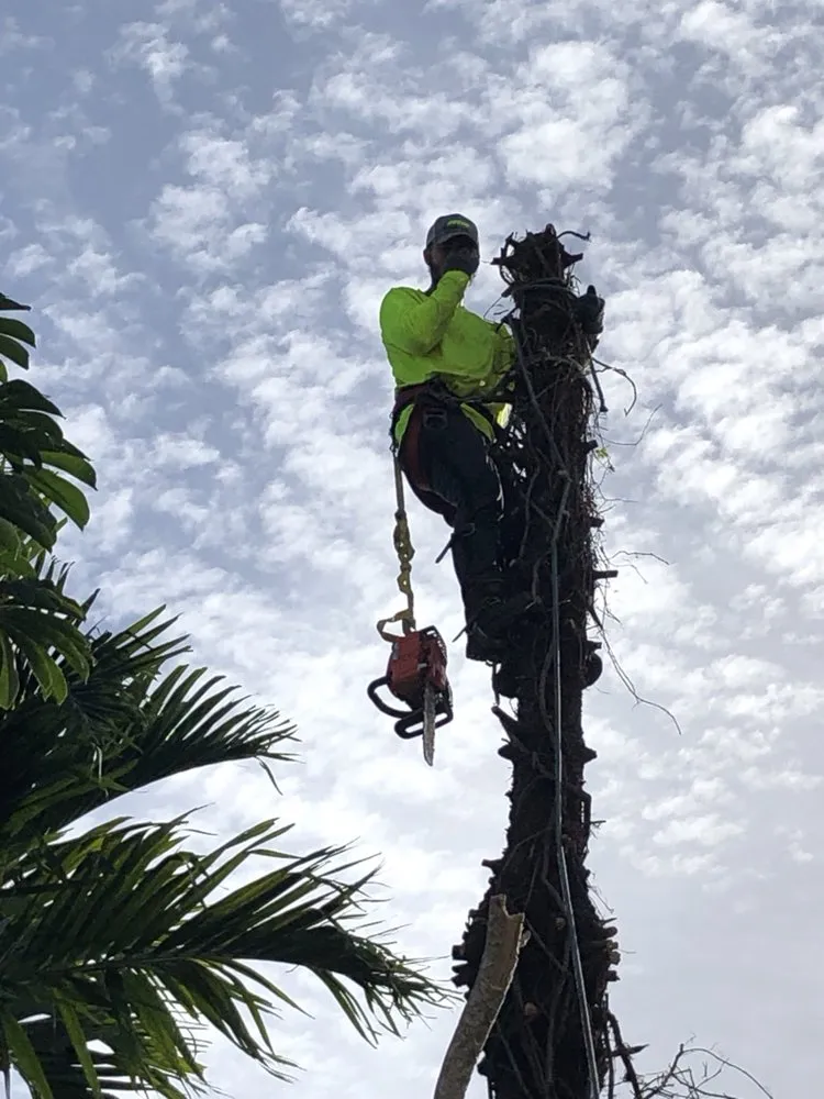 Trusted yard cleanup service for residential properties across Hollywood, FL - Violet Landscaping