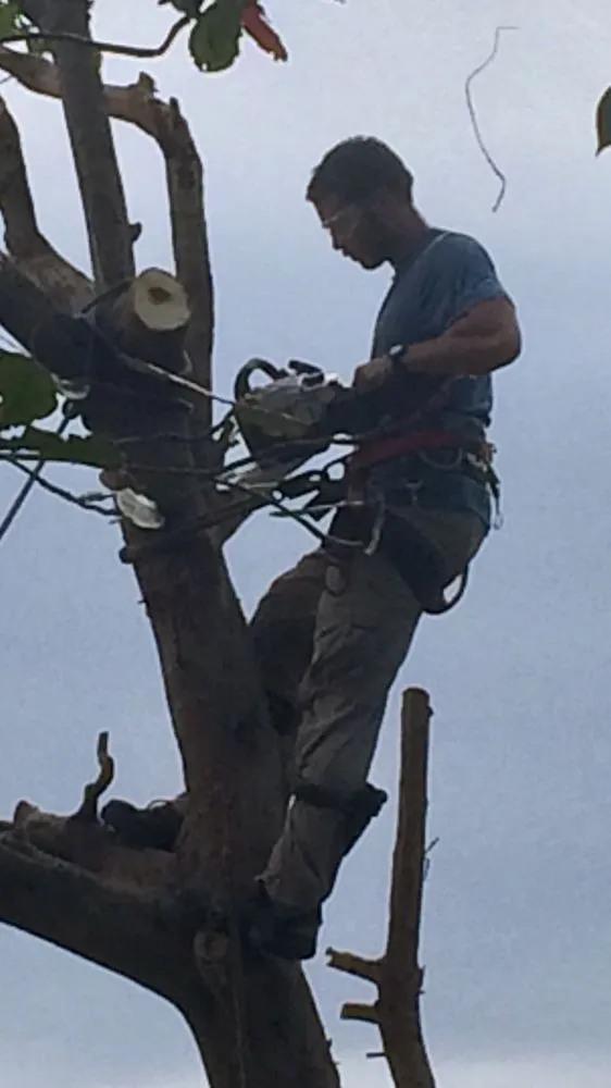 Local lawn care service in Hollywood, FL - Violet Landscaping