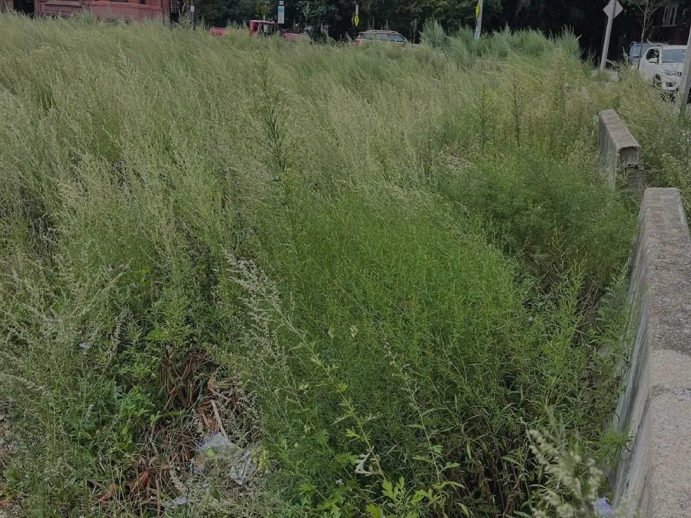 Local outdoor landscaping for residential properties in Weymouth, MA by VIP Construction & Landscaping