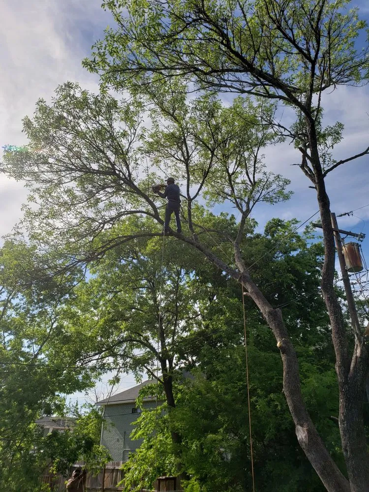 Top-rated yard cleanup service in Bryan, TX - VIP Enterprises Tree & Fence Experts