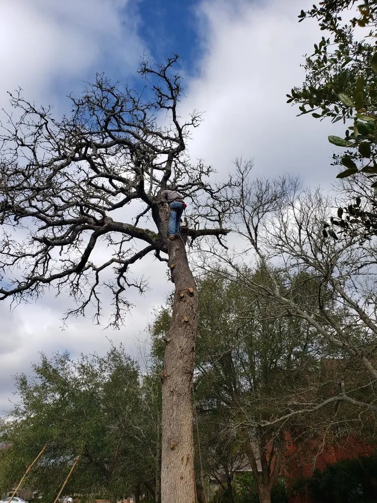 Affordable lawn mowing service with custom design across Bryan, TX - VIP Enterprises Tree & Fence Experts