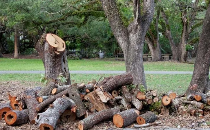 Reliable lawn care service experts serving Bryan, TX - VIP Enterprises Tree & Fence Experts