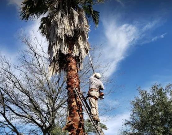 Reliable outdoor landscaping near you across Bryan, TX - VIP Enterprises Tree & Fence Experts