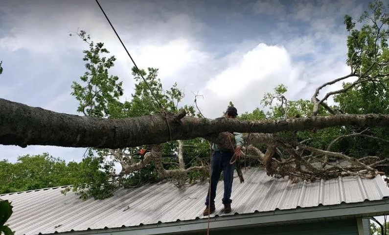 Affordable landscaping services for year-round maintenance across Bryan, TX - VIP Enterprises Tree & Fence Experts