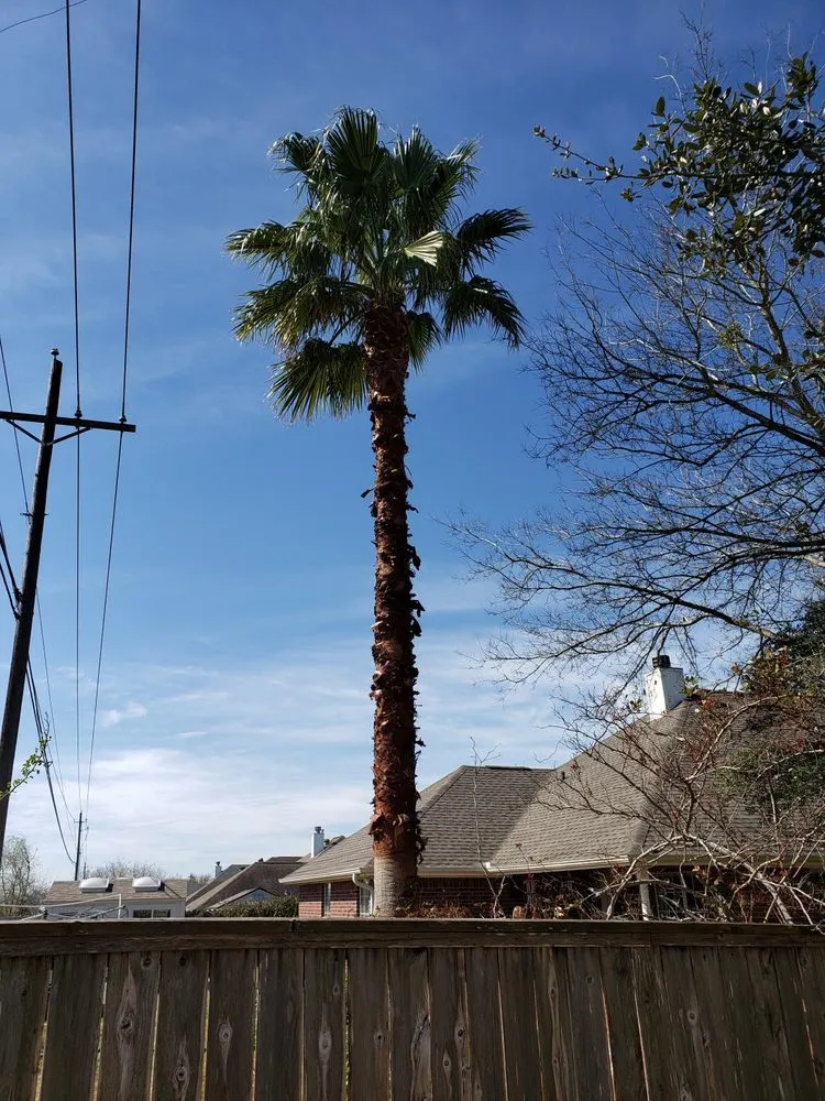Top-rated landscape installation in Bryan, TX by VIP Enterprises Tree & Fence Experts