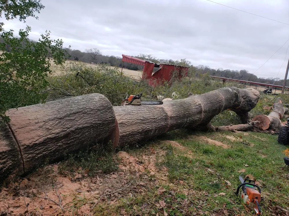 Top-rated yard cleanup service experts serving Bryan, TX - VIP Enterprises Tree & Fence Experts