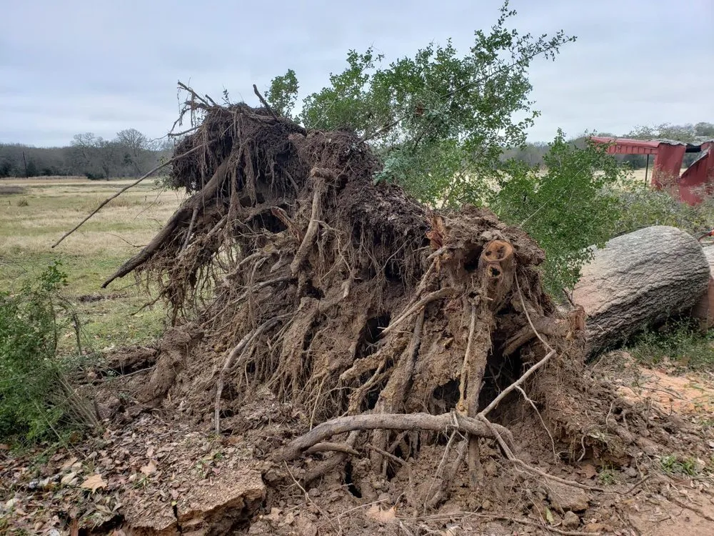 Professional landscape design for beautiful yards across Bryan, TX - VIP Enterprises Tree & Fence Experts