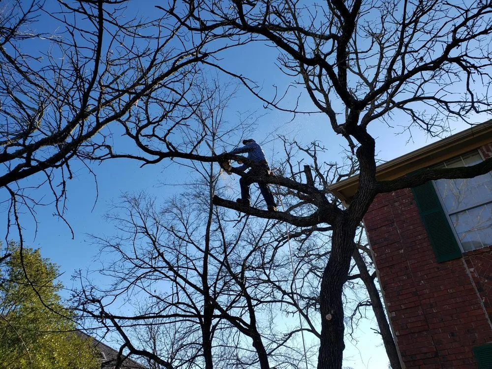 Trusted lawn mowing service with custom design in Bryan, TX by VIP Enterprises Tree & Fence Experts