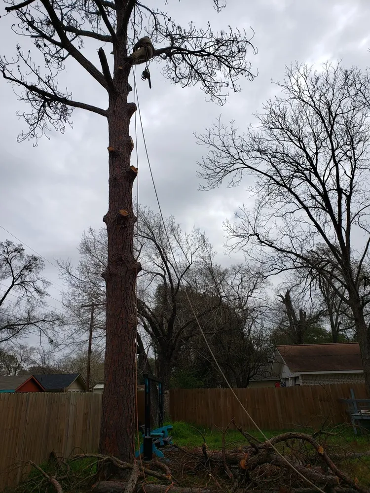 Top-rated landscaping services in Bryan, TX by VIP Enterprises Tree & Fence Experts