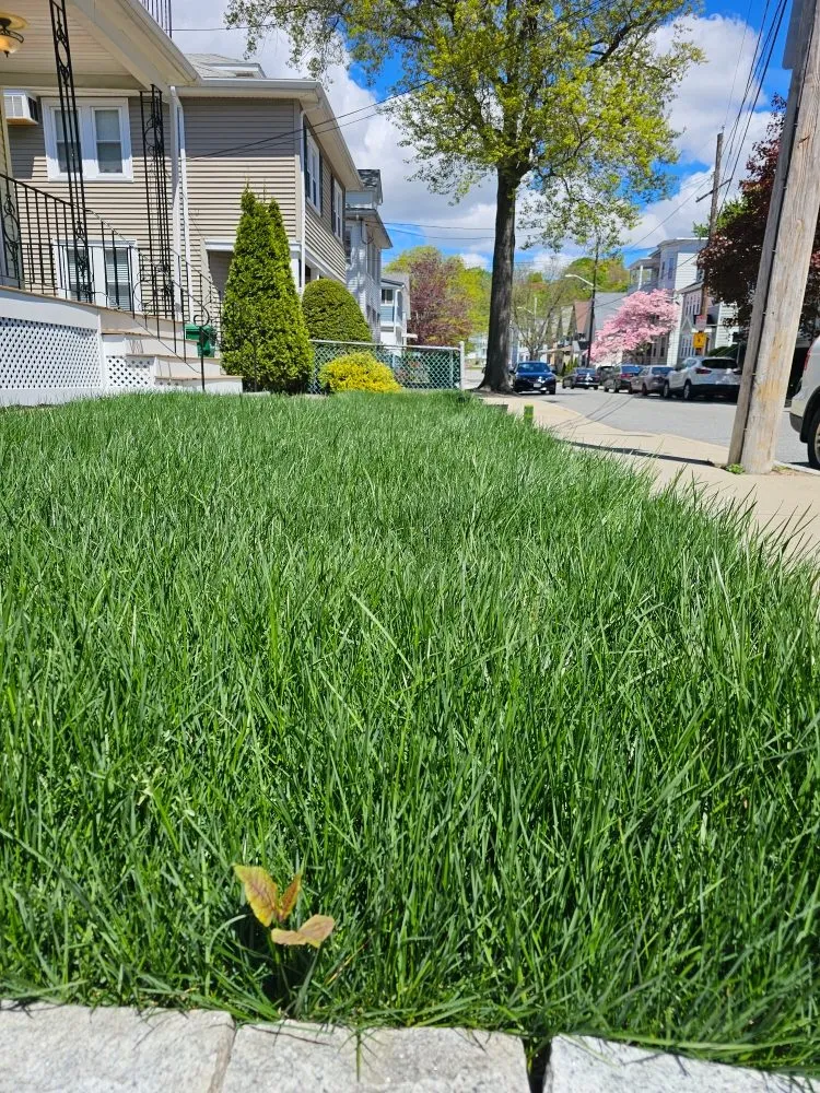 Expert landscape design in Medford, MA by VIP Landscaping & Remodeling