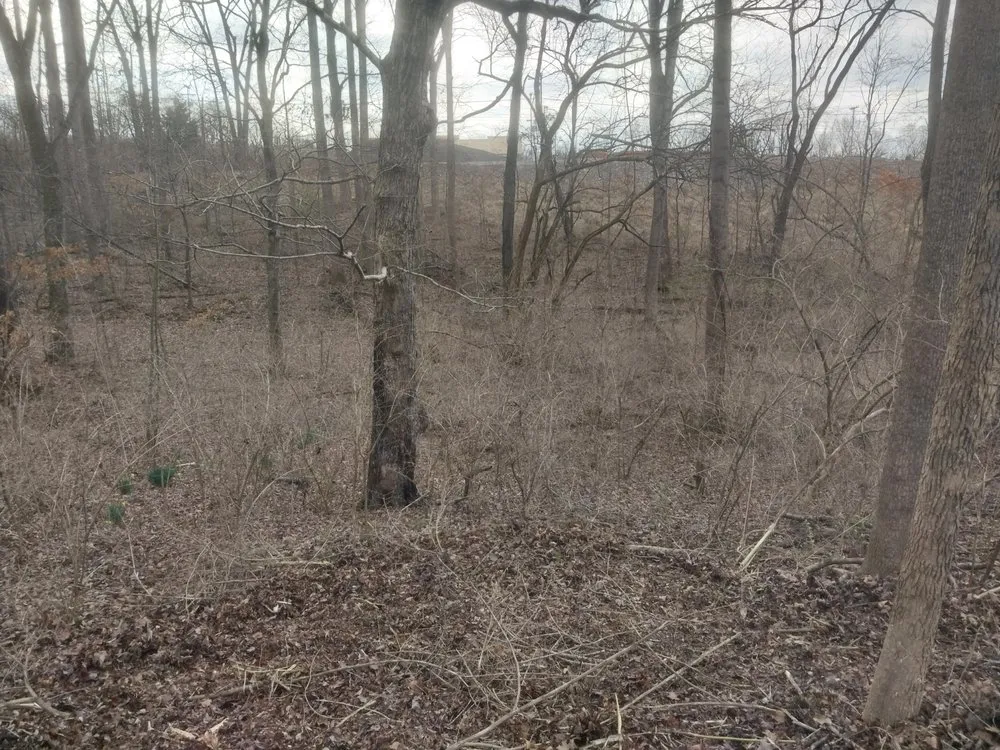 Top-rated landscape design near you in Clarksville, TN by VIP Lawn Care