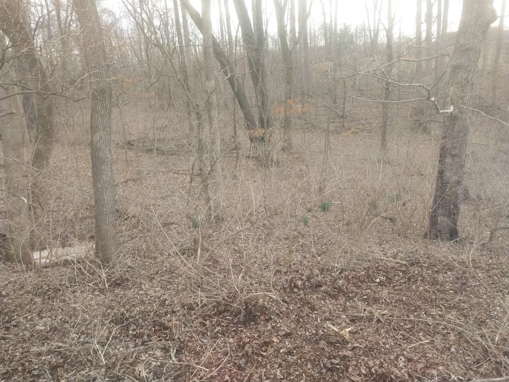 Reliable yard cleanup service in Clarksville, TN - VIP Lawn Care