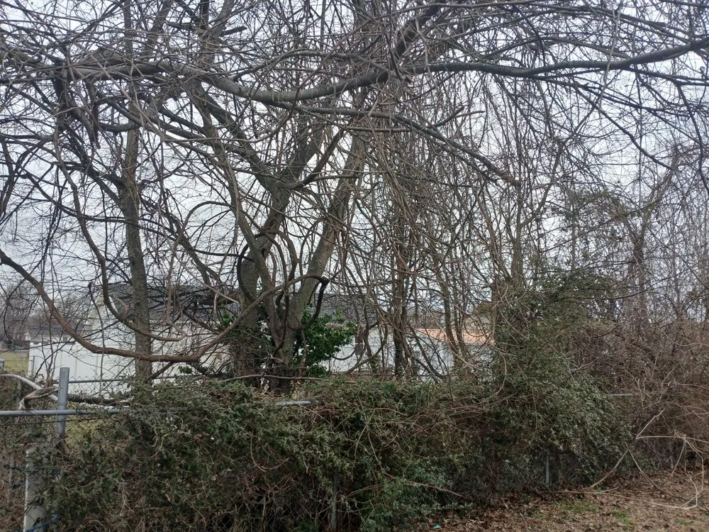 Expert landscape design in Clarksville, TN - VIP Lawn Care