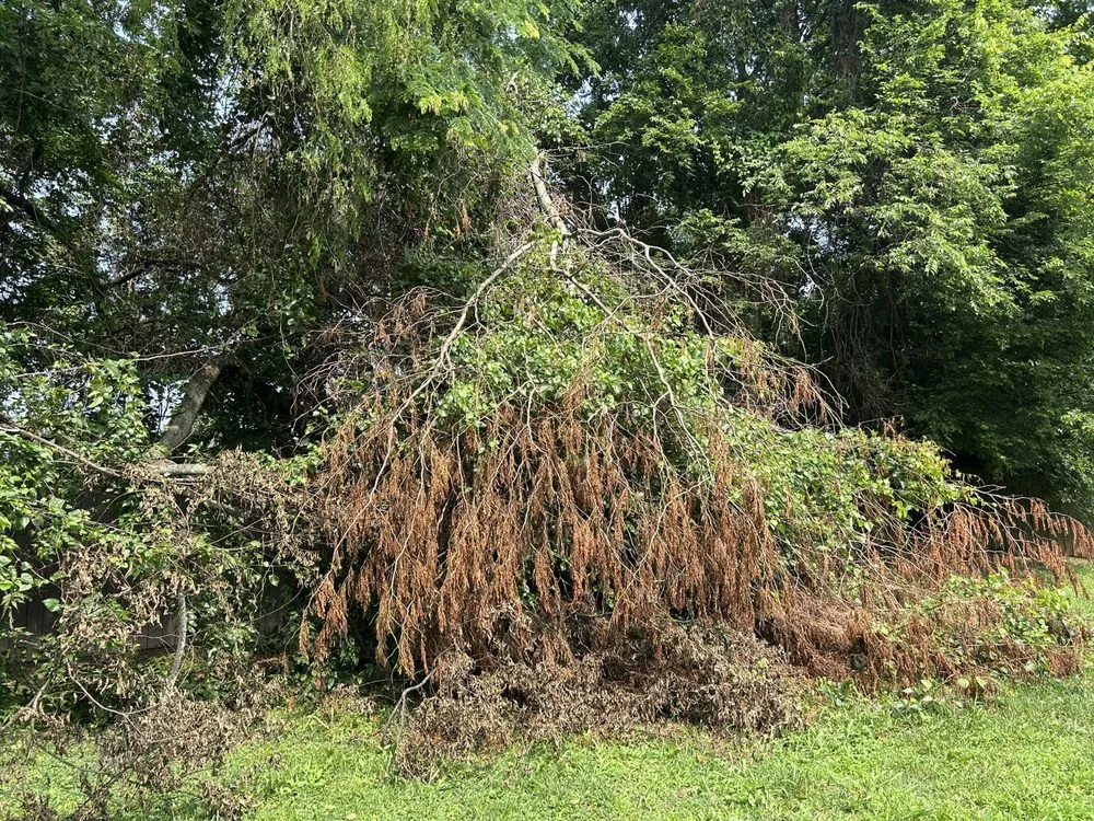 Local landscaping services for homes across Clarksville, TN - VIP Lawn Care