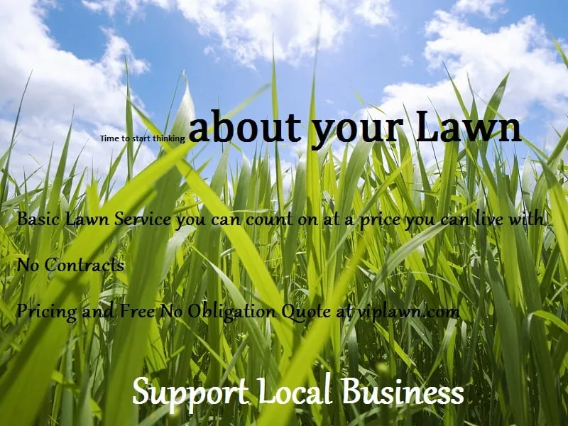 Affordable yard cleanup service for residential properties in Tampa Bay, FL by Vip Lawn Service