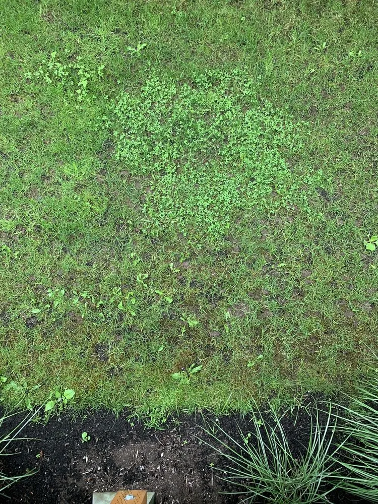 Local lawn mowing service in Mill Creek, WA - VIP Lawns