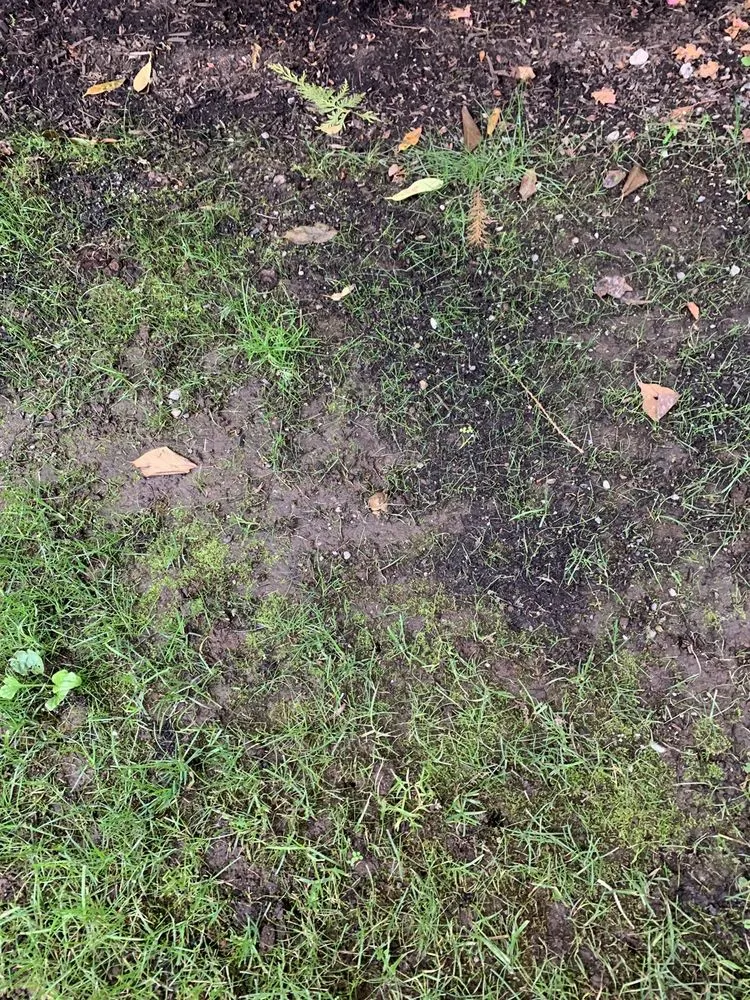 Expert lawn care service in Mill Creek, WA - VIP Lawns