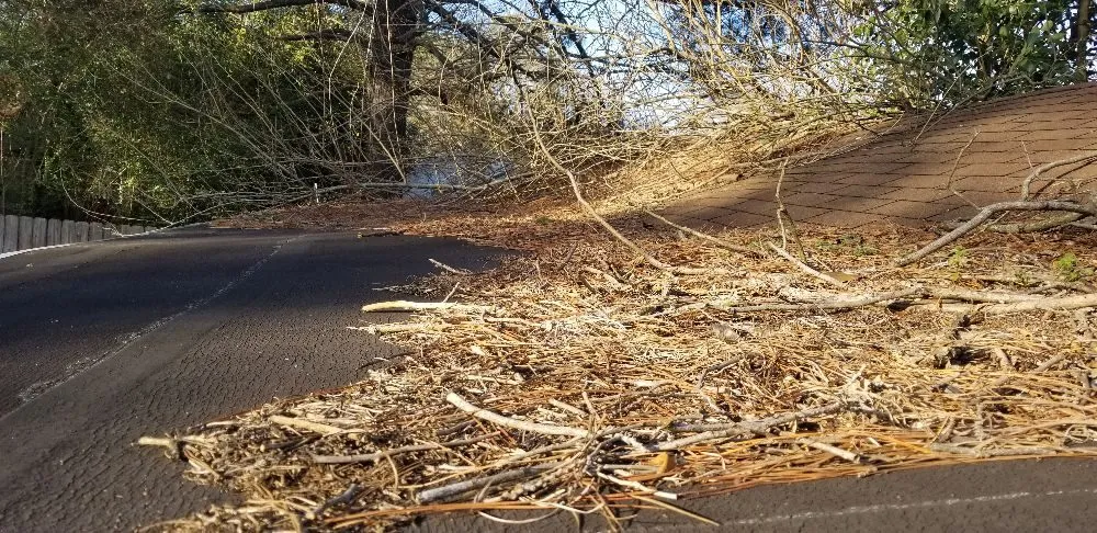 Custom yard cleanup service experts serving Portsmouth, VA - VIP Lawns