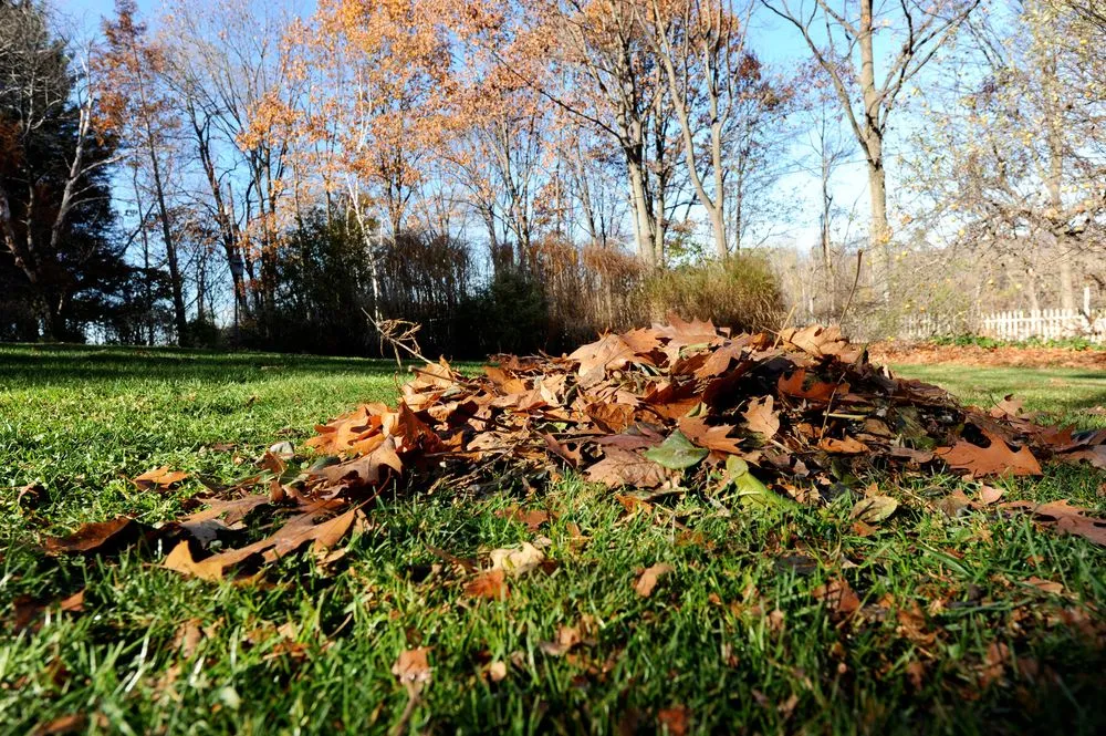 Reliable yard maintenance in Humble, TX - Viper Lawn Care & Services