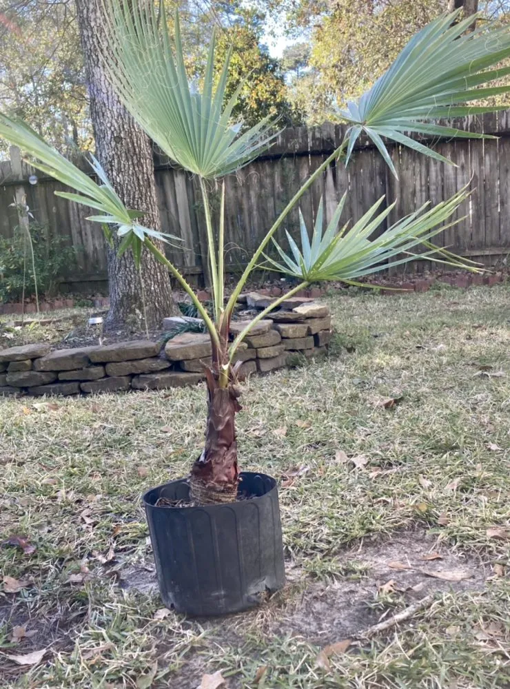 Custom landscape installation in Humble, TX by Viper Lawn Care & Services