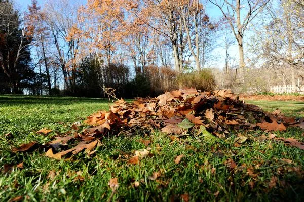 Viper Lawn Care & Services Logo