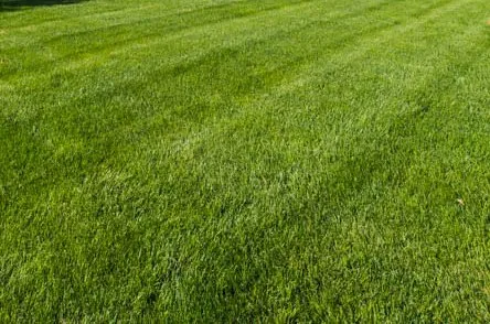 Local garden landscaping for year-round maintenance across Charlottesville, VA - Virginia Green