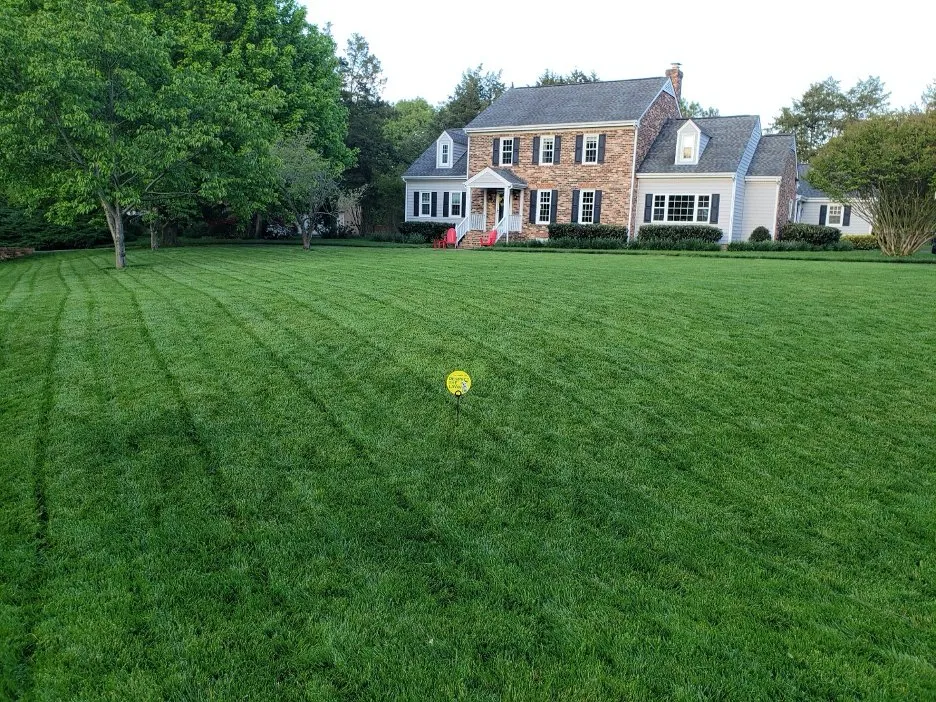 Top-rated yard cleanup service for outdoor upgrades across Charlottesville, VA - Virginia Green