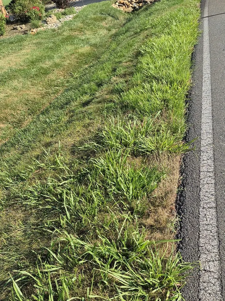 Local lawn mowing service in Richmond, VA - Virginia Green