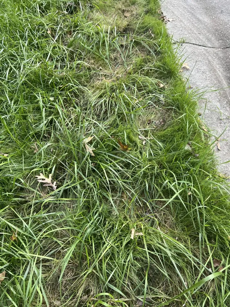 Top-rated yard cleanup service for homes across Richmond, VA - Virginia Green