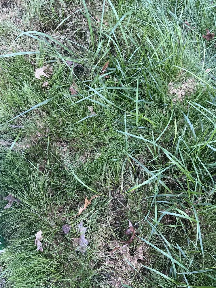 Reliable landscape design experts serving Richmond, VA - Virginia Green