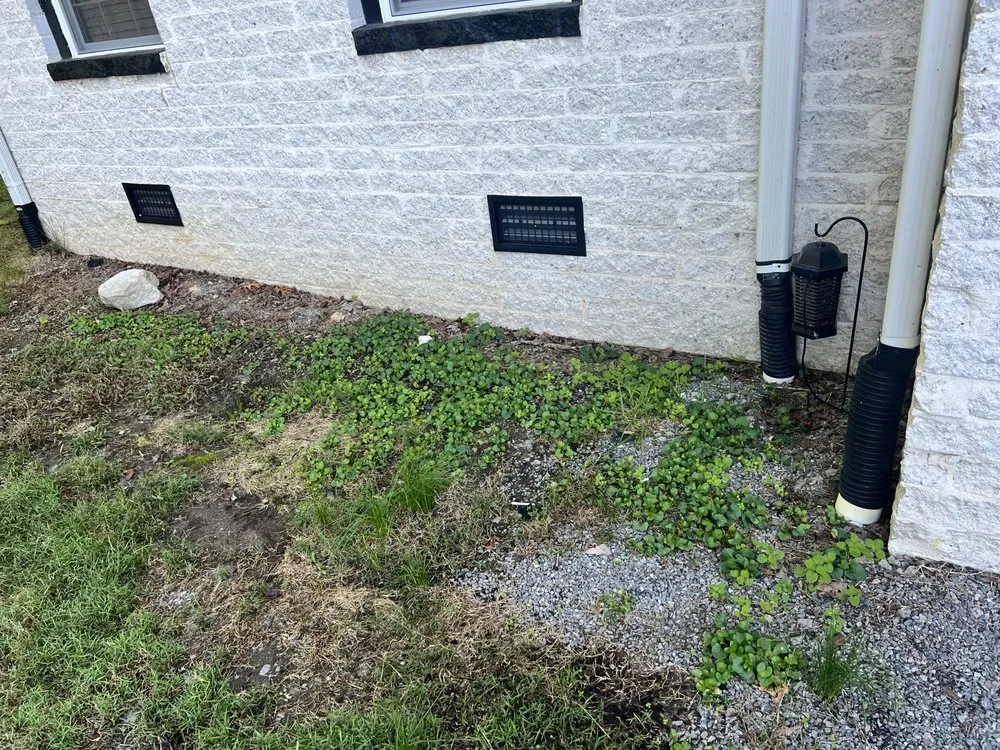 Expert yard cleanup service in Richmond, VA - Virginia Green