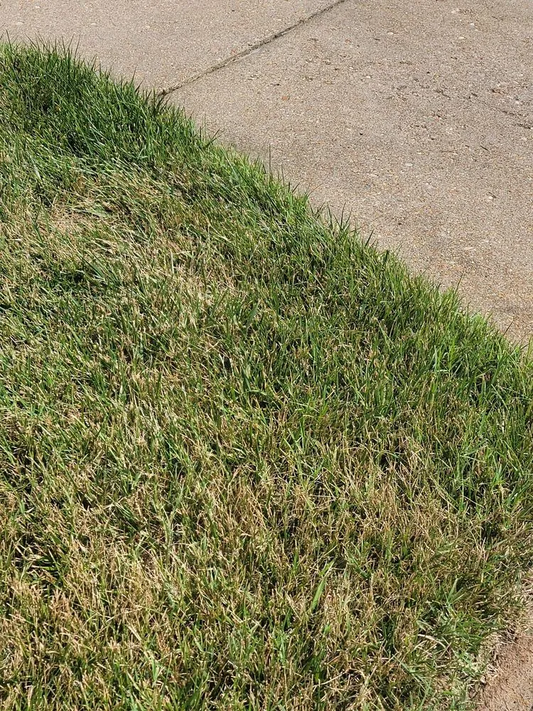 Top-rated lawn care service in Richmond, VA by Virginia Green