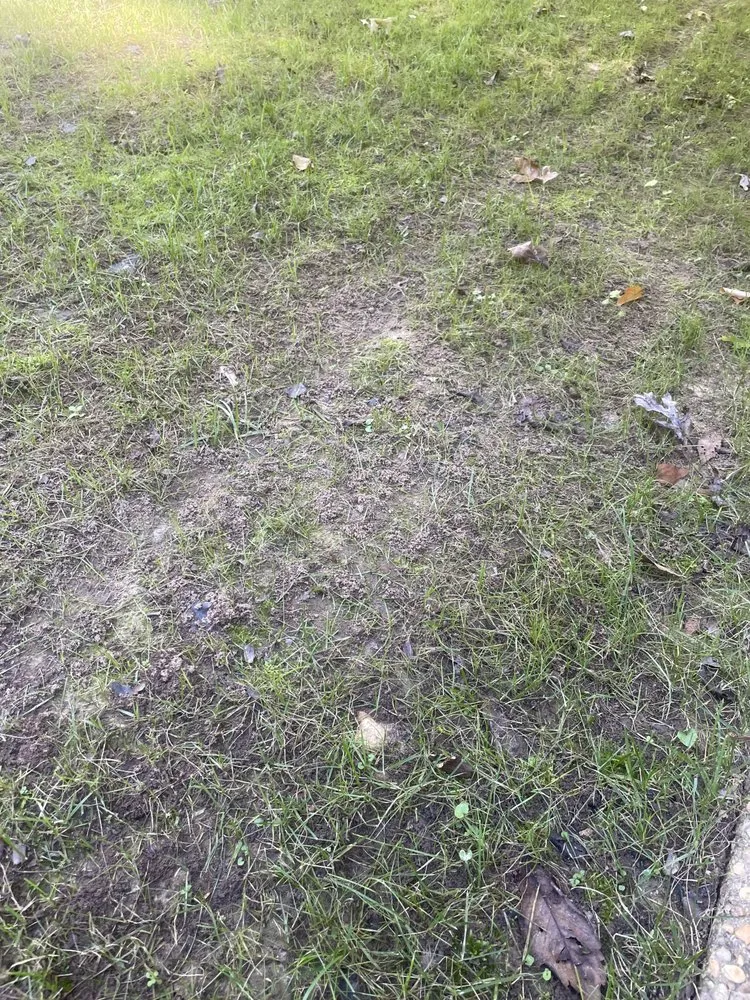 Local garden landscaping with custom design across Richmond, VA - Virginia Green