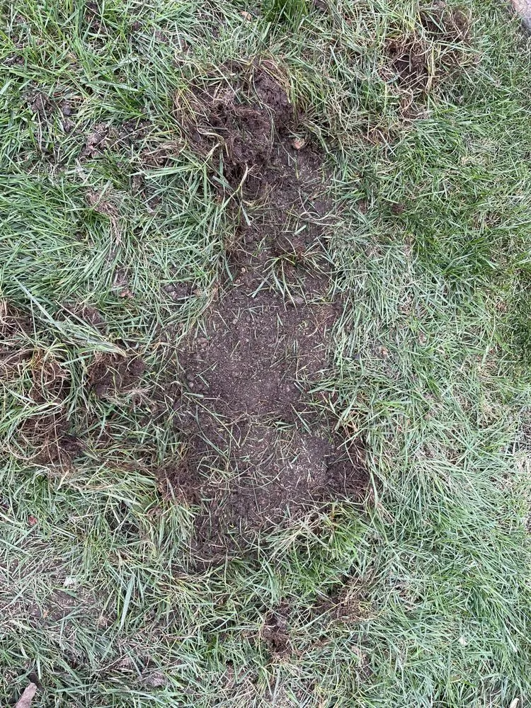 Trusted landscaping services for outdoor upgrades across Richmond, VA - Virginia Green