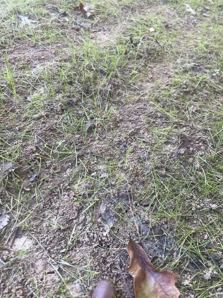 Trusted yard cleanup service in Richmond, VA by Virginia Green