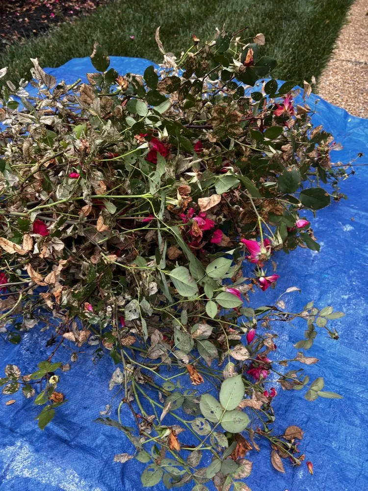 Expert landscape installation near you across Richmond, VA - Virginia Green