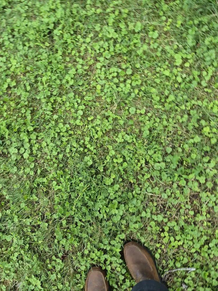 Professional yard cleanup service in Richmond, VA - Virginia Green