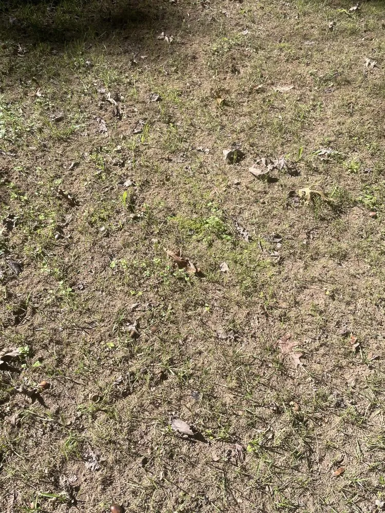 Professional lawn care service in Richmond, VA - Virginia Green