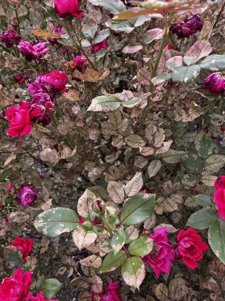 Local landscaping services for homes across Richmond, VA - Virginia Green