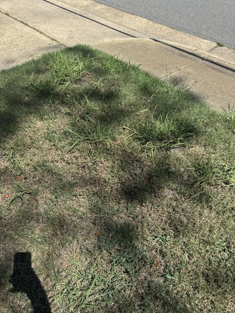 Local lawn mowing service in Williamsburg, VA by Virginia Green