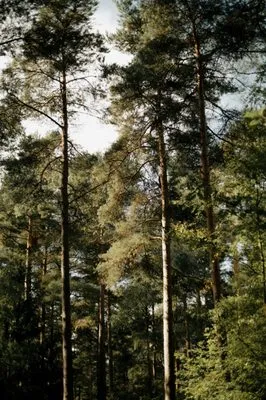 Virginia Land Clearing Professionals