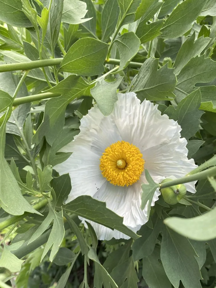 Expert landscape installation for homes in Los Angeles, CA by Virgo Brothers Landscape